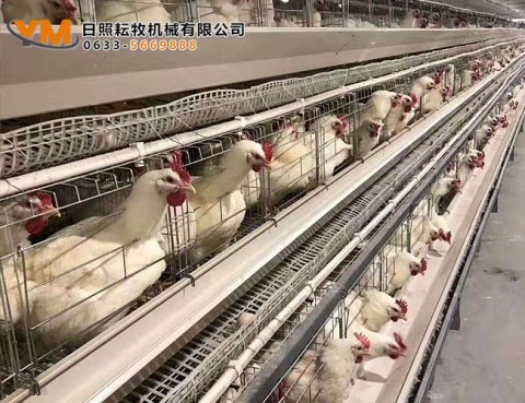 蛋雞籠養設備